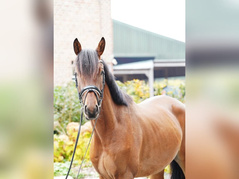 Trakehner Caballo castrado 3 años 168 cm Castaño in Hohenfelde