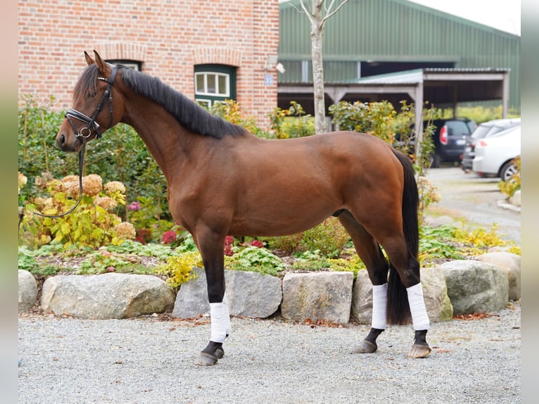 Trakehner Caballo castrado 3 años 168 cm Castaño in Hohenfelde