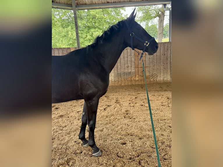 Trakehner Caballo castrado 3 años 168 cm Morcillo in Iffeldorf