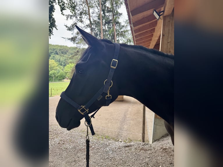 Trakehner Caballo castrado 3 años 168 cm Morcillo in Iffeldorf