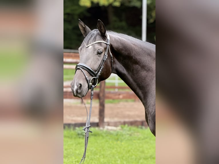 Trakehner Caballo castrado 3 años 168 cm Morcillo in Schenklengsfeld