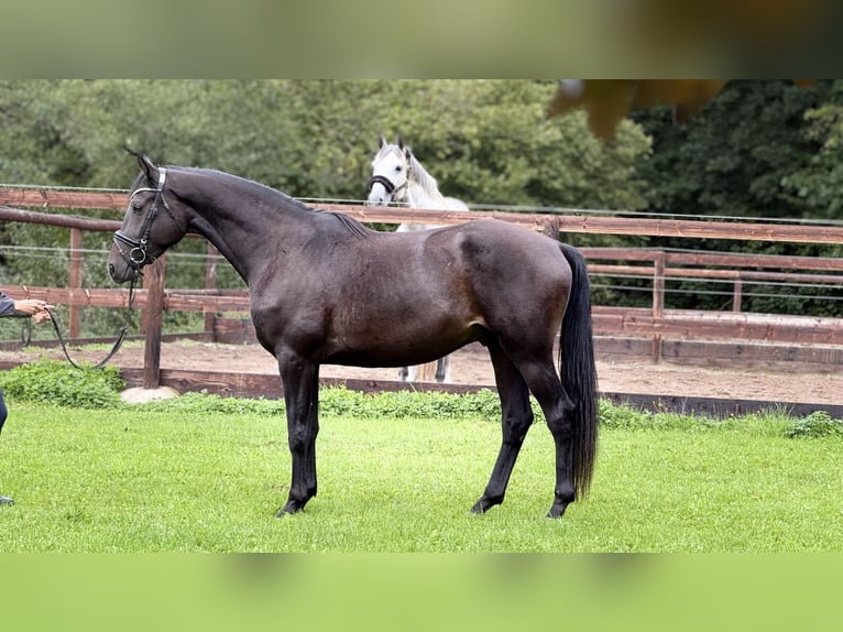 Trakehner Caballo castrado 3 años 168 cm Morcillo in Schenklengsfeld