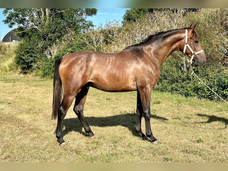 Trakehner Caballo castrado 3 años 168 cm Tordo in Bismark (Altmark)