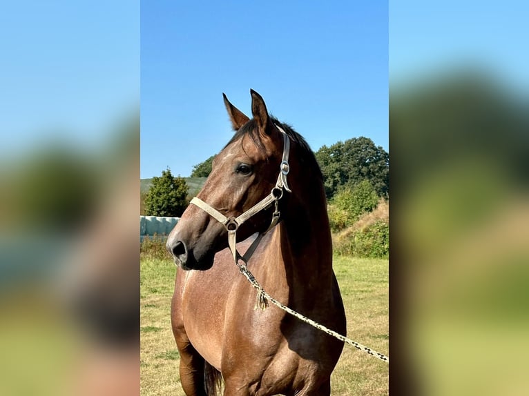 Trakehner Caballo castrado 3 años 168 cm Tordo in Hergenrath