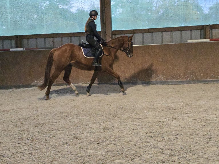 Trakehner Caballo castrado 3 años 169 cm Alazán in Sperenberg