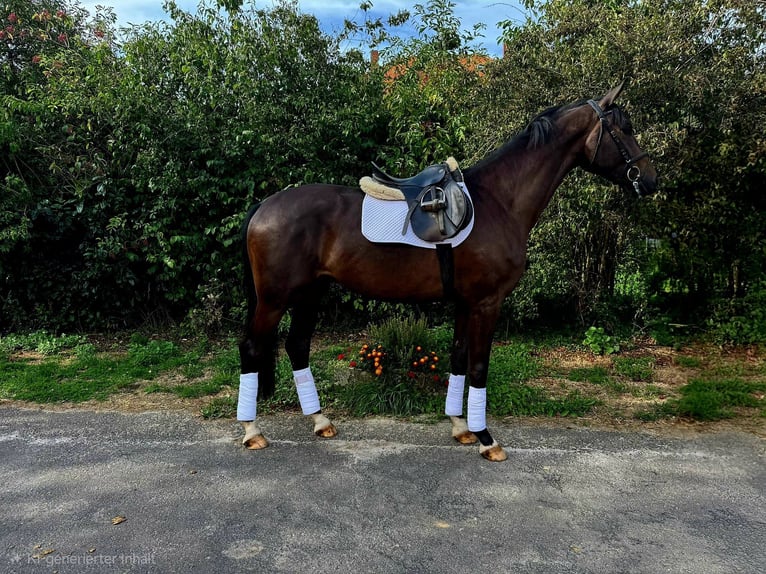 Trakehner Caballo castrado 3 años 169 cm Castaño oscuro in Schotten