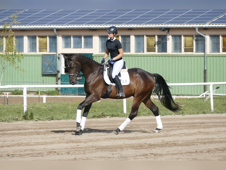 Trakehner Caballo castrado 3 años 169 cm Castaño oscuro in Ganschow