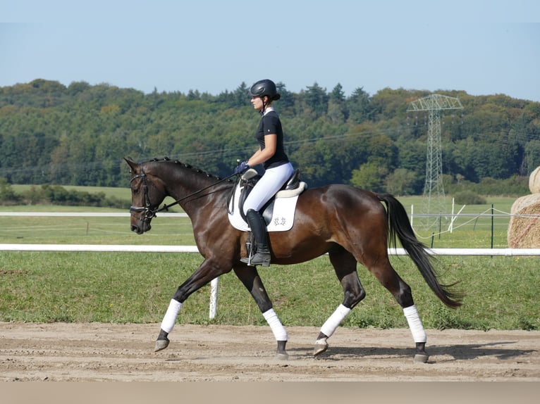 Trakehner Caballo castrado 3 años 169 cm Castaño oscuro in Ganschow