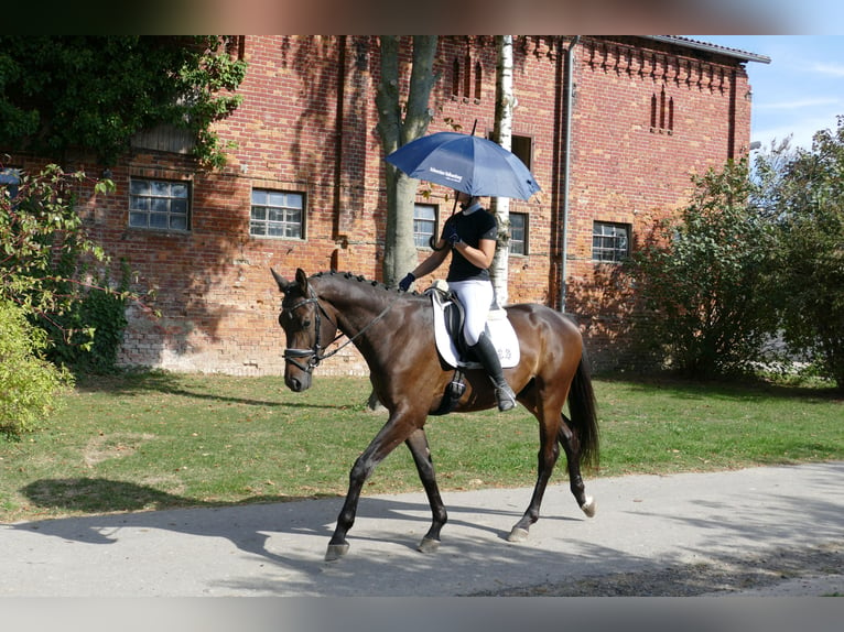 Trakehner Caballo castrado 3 años 169 cm Castaño oscuro in Ganschow