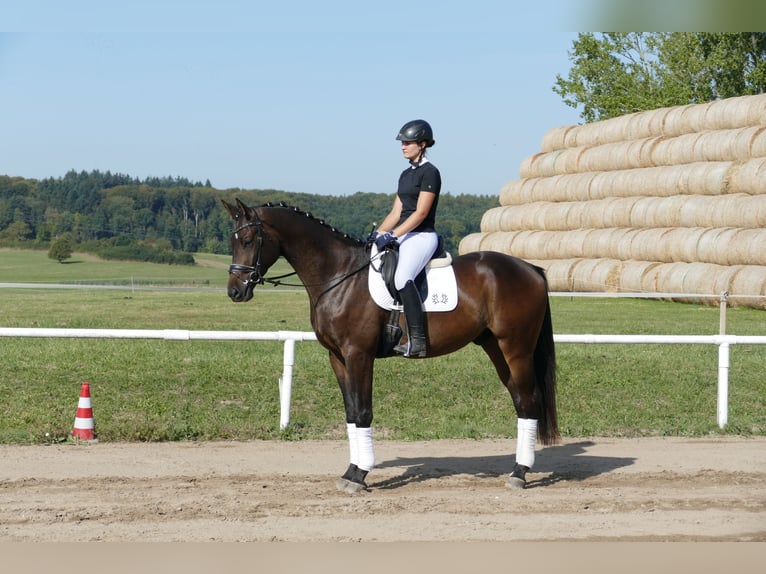 Trakehner Caballo castrado 3 años 169 cm Castaño oscuro in Ganschow