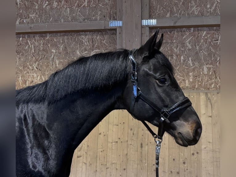 Trakehner Caballo castrado 3 años 169 cm Morcillo in Langenenslingen