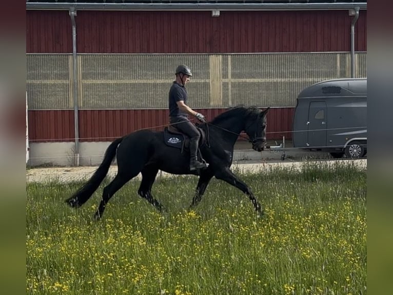 Trakehner Caballo castrado 3 años 169 cm Morcillo in Langenenslingen