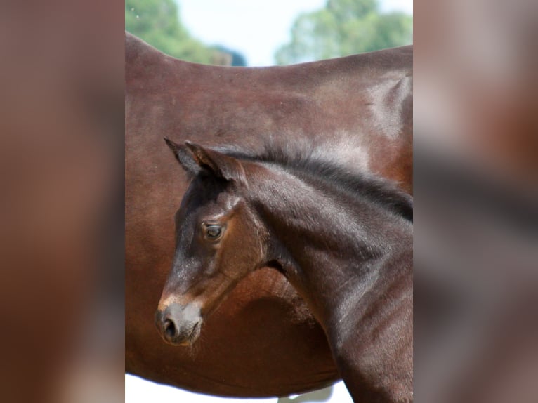 Trakehner Caballo castrado 3 años 169 cm Negro in Harsefeld