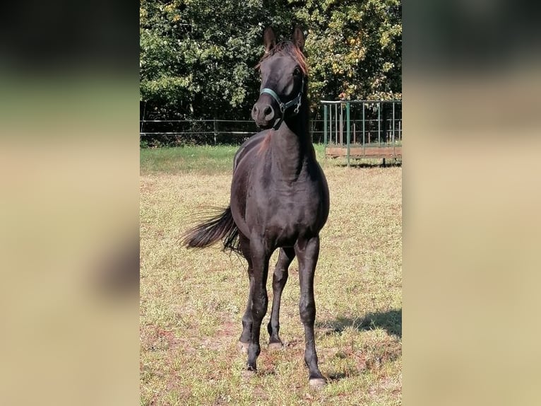 Trakehner Caballo castrado 3 años 169 cm Negro in Harsefeld