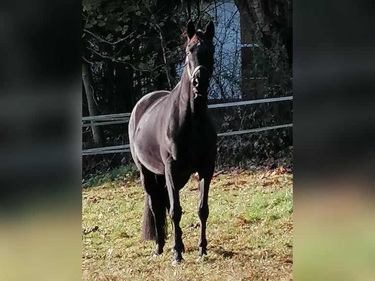 Trakehner Caballo castrado 3 años 169 cm Negro in Harsefeld