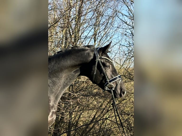 Trakehner Caballo castrado 3 años 169 cm Negro in Rosdorf