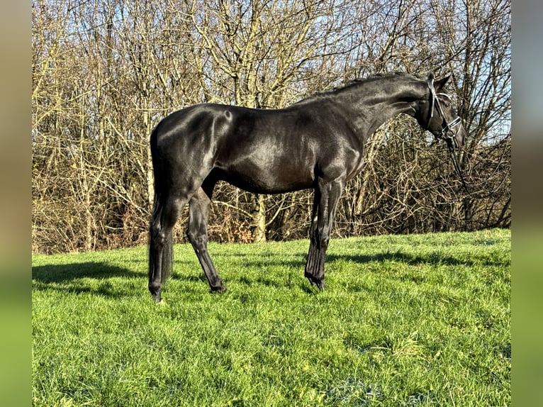 Trakehner Caballo castrado 3 años 169 cm Negro in Rosdorf