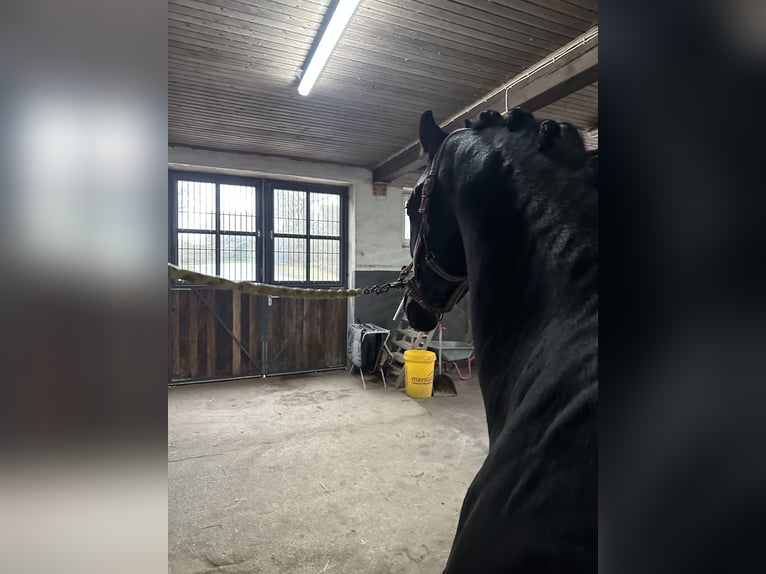 Trakehner Caballo castrado 3 años 169 cm Negro in Rosdorf