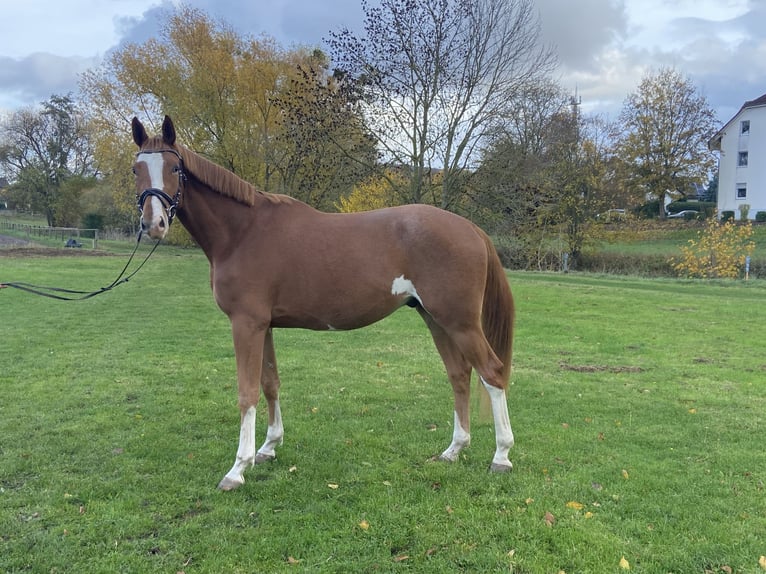 Trakehner Caballo castrado 3 años 170 cm Alazán in Emmerthal
