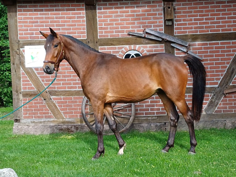 Trakehner Caballo castrado 3 años 170 cm Castaño in Walsrode