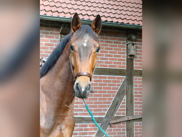 Trakehner Caballo castrado 3 años 170 cm Castaño in Walsrode