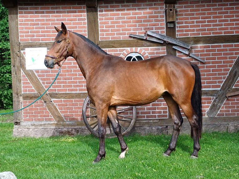 Trakehner Caballo castrado 3 años 170 cm Castaño in Walsrode