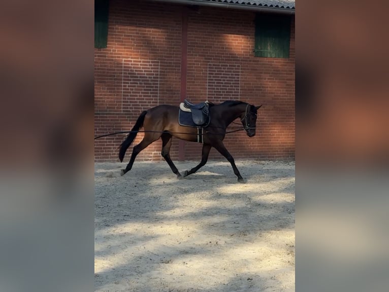 Trakehner Caballo castrado 3 años 170 cm Castaño in Freren