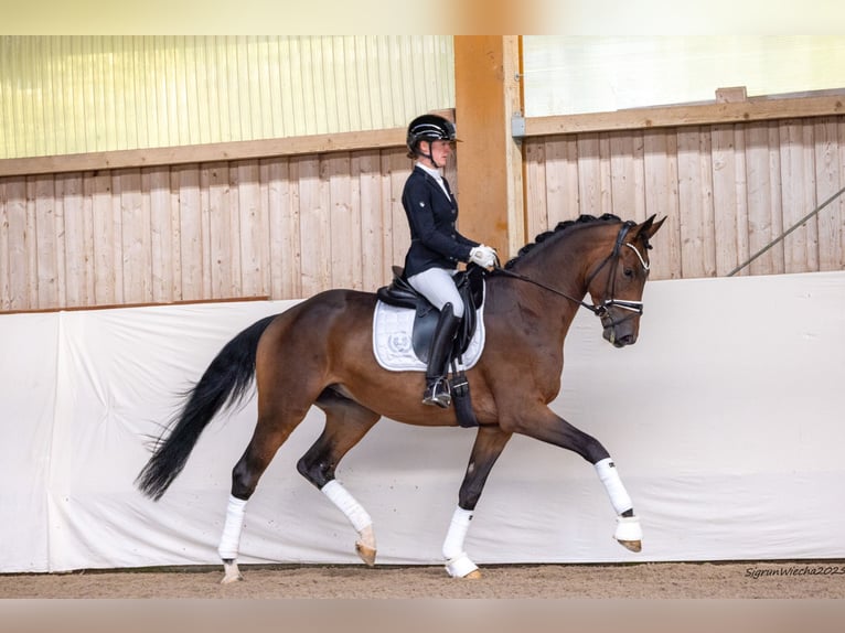 Trakehner Caballo castrado 3 años 171 cm Castaño in Ostrach