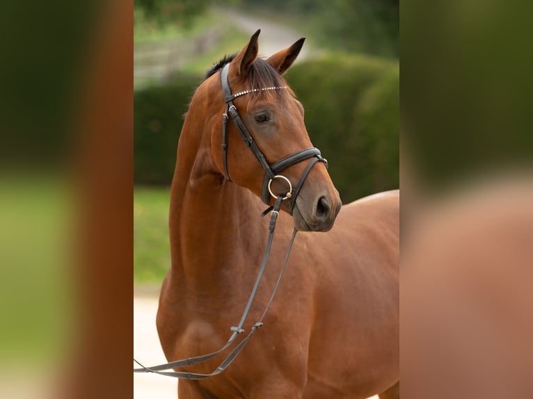 Trakehner Caballo castrado 3 años 171 cm Castaño in Wolfhagen