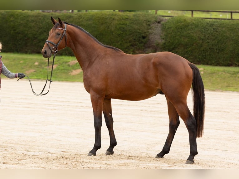 Trakehner Caballo castrado 3 años 171 cm Castaño in Wolfhagen