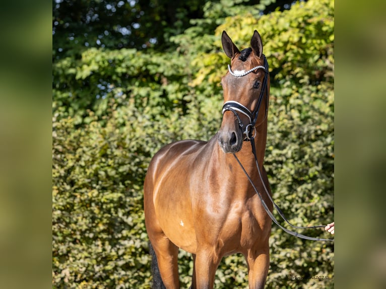 Trakehner Caballo castrado 3 años 171 cm Castaño in Ostrach