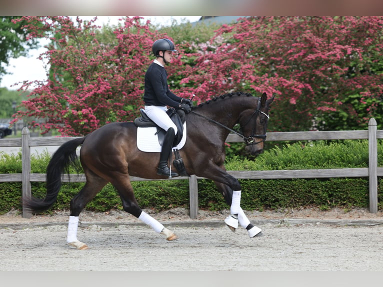 Trakehner Caballo castrado 3 años 172 cm Castaño oscuro in Hünxe