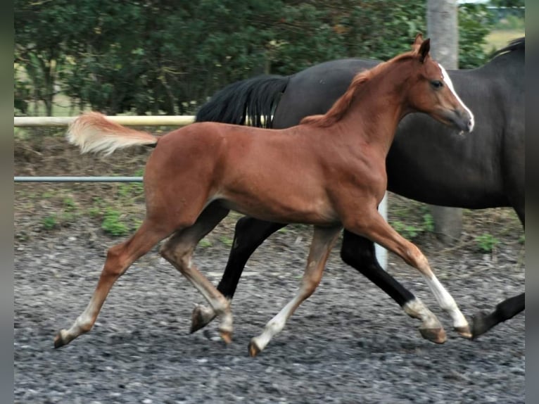 Trakehner Caballo castrado 3 años Alazán in Crivitz