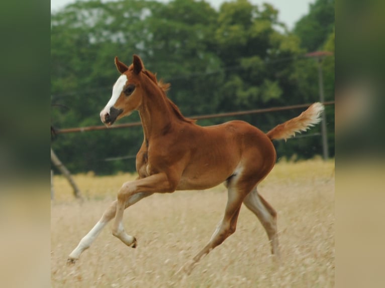 Trakehner Caballo castrado 3 años Alazán in Crivitz