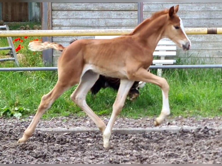 Trakehner Caballo castrado 3 años Alazán in Crivitz