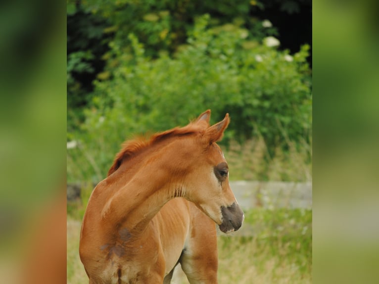 Trakehner Caballo castrado 3 años Alazán in Crivitz