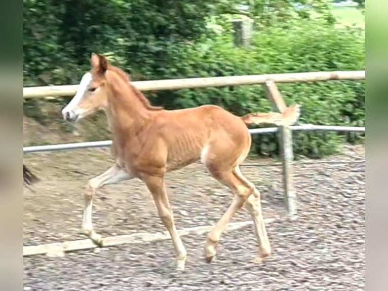 Trakehner Caballo castrado 3 años Alazán in Crivitz