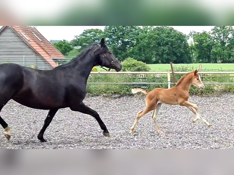 Trakehner Caballo castrado 3 años Alazán in Crivitz