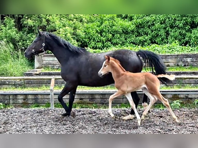 Trakehner Caballo castrado 3 años Alazán in Crivitz