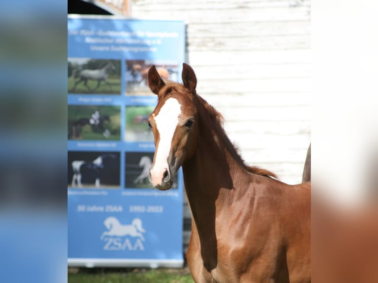 Trakehner Caballo castrado 3 años Alazán in Crivitz