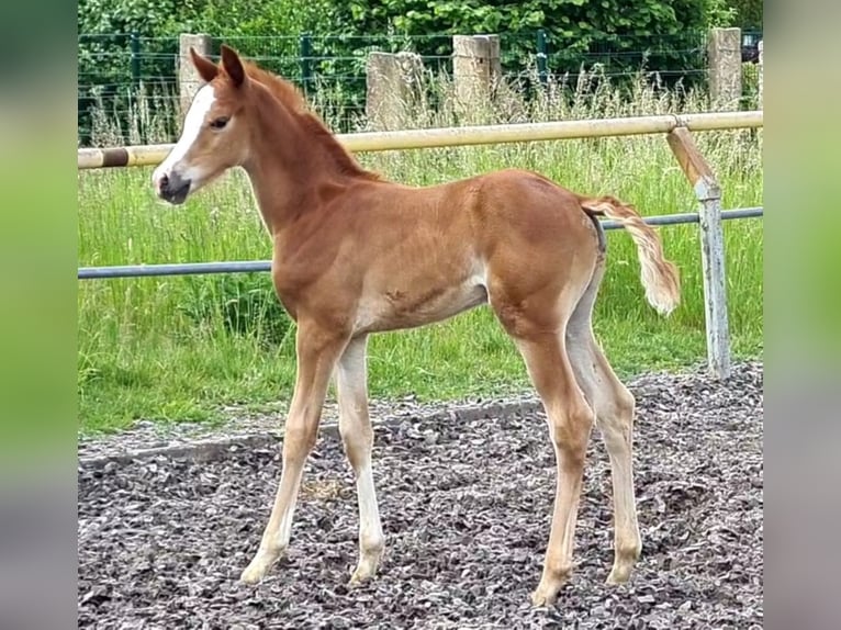 Trakehner Caballo castrado 3 años Alazán in Crivitz