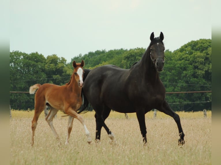 Trakehner Caballo castrado 3 años Alazán in Crivitz