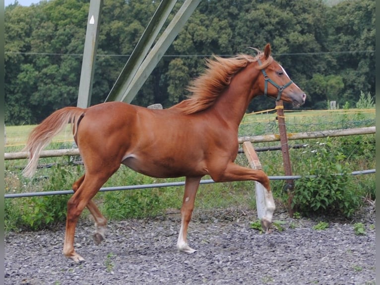 Trakehner Caballo castrado 3 años Alazán in Crivitz