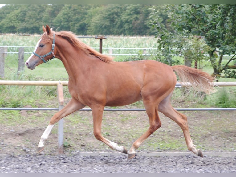 Trakehner Caballo castrado 3 años Alazán in Crivitz