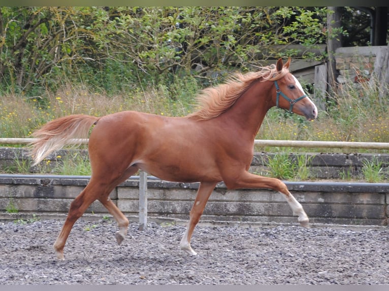 Trakehner Caballo castrado 3 años Alazán in Crivitz