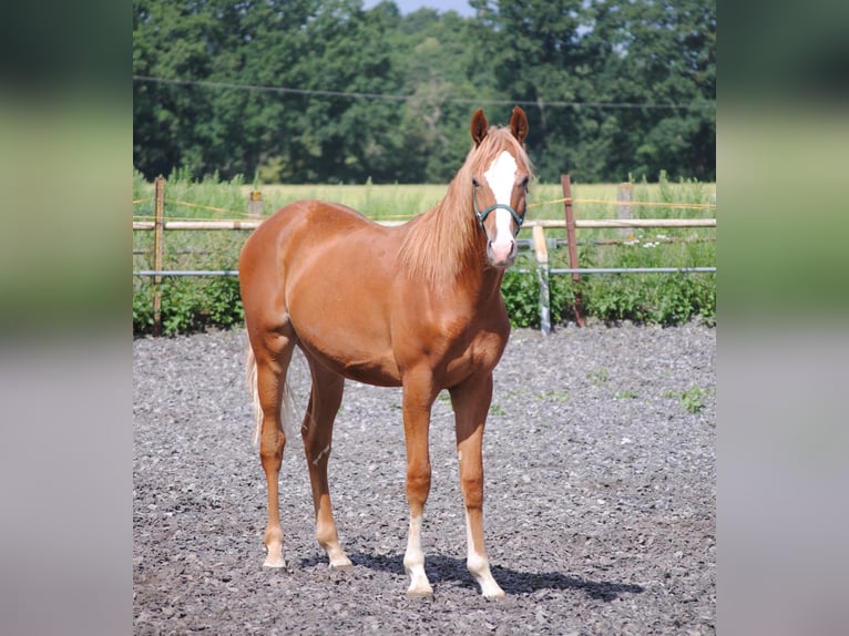 Trakehner Caballo castrado 3 años Alazán in Crivitz