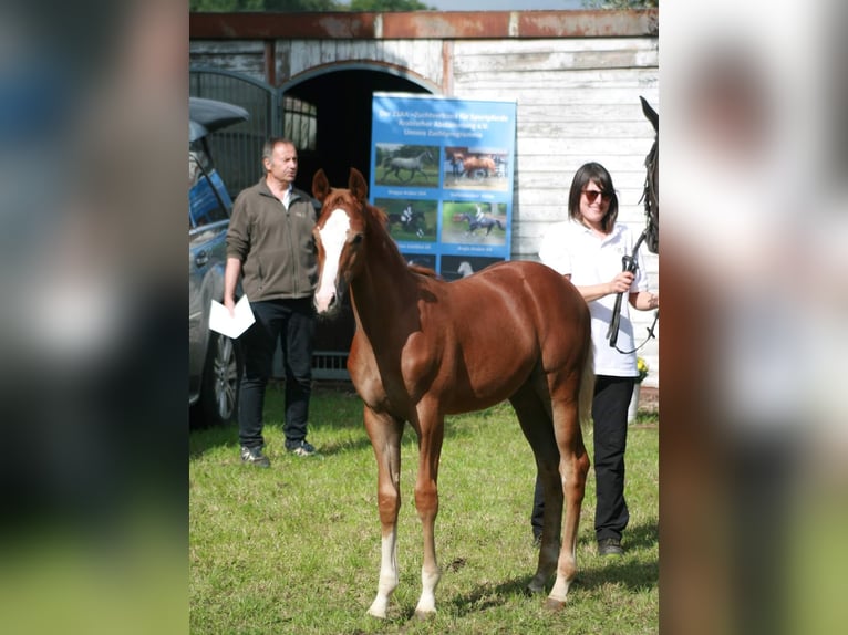 Trakehner Caballo castrado 3 años Alazán in Crivitz