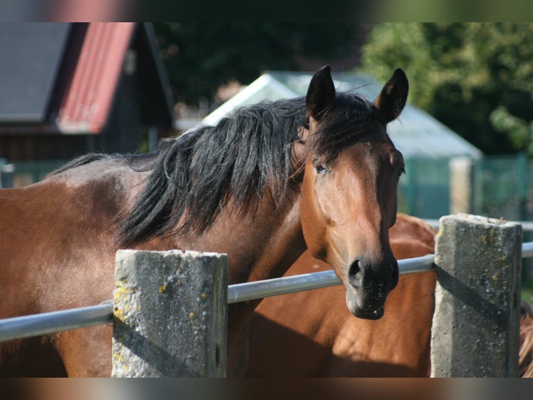 Trakehner Caballo castrado 3 años Castaño oscuro in Crivitz