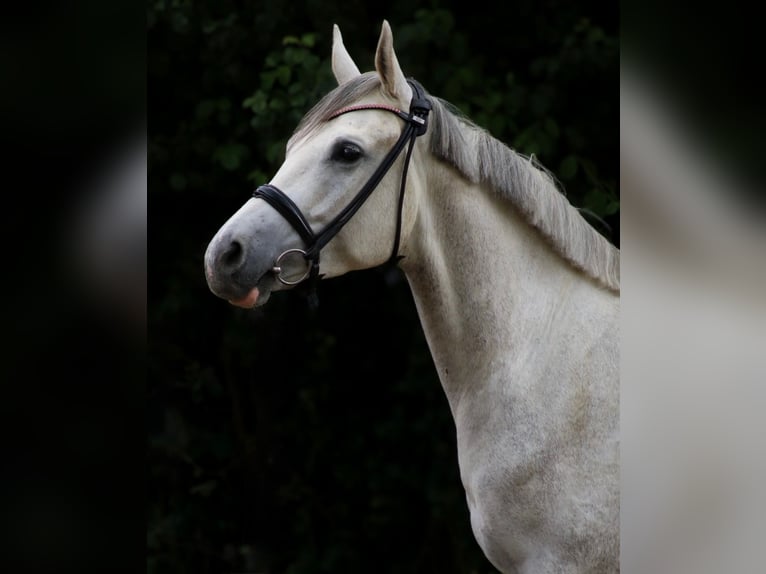 Trakehner Caballo castrado 4 años 154 cm Tordo in Wartenberg