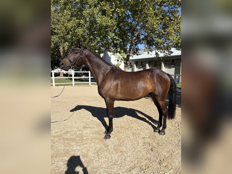 Trakehner Caballo castrado 4 años 155 cm Castaño oscuro in Ebreichsdorf